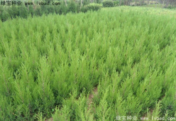 檜柏<a href='http://www.wuzhouwash.com/' target='_blank'>種子</a>