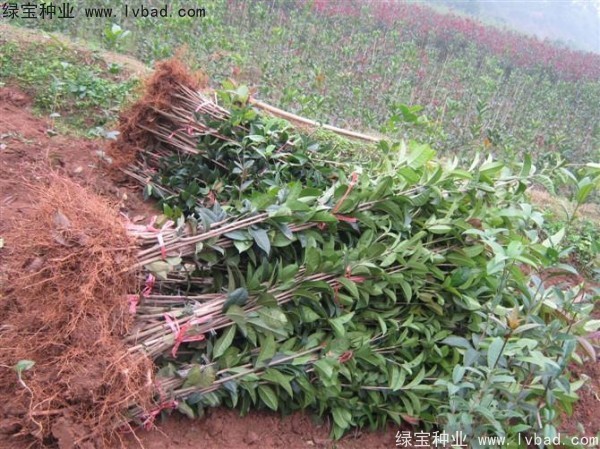 <a href='http://www.wuzhouwash.com/linmuzhongzi/1768.html' target='_blank'>桂花種子</a>