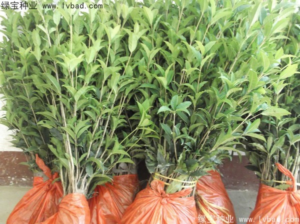 <a href='http://www.wuzhouwash.com/linmuzhongzi/1768.html' target='_blank'>桂花種子</a>