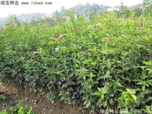 <a href='http://www.wuzhouwash.com/linmuzhongzi/1768.html' target='_blank'>桂花</a><a href='http://www.wuzhouwash.com/' target='_blank'>種子</a>