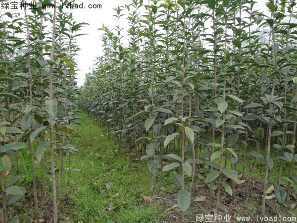 <a href='http://www.wuzhouwash.com/linmuzhongzi/1768.html' target='_blank'>桂花種子</a>