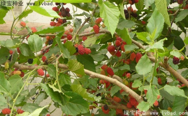 桑樹種子