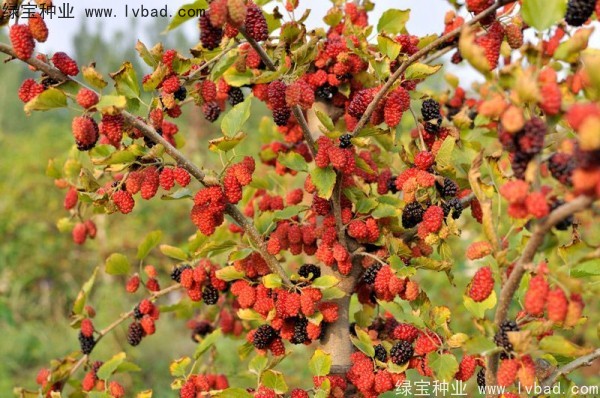 <a href='http://www.wuzhouwash.com/linmuzhongzi/1769.html' target='_blank'>桑樹種子</a>