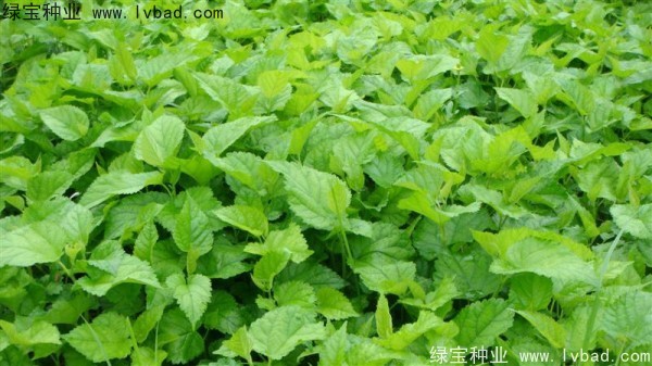 <a href='http://www.wuzhouwash.com/linmuzhongzi/1769.html' target='_blank'>桑樹</a><a href='http://www.wuzhouwash.com/' target='_blank'>種子</a>
