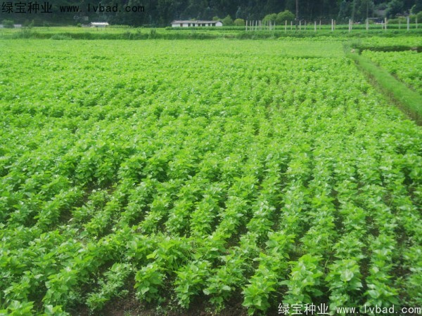 <a href='http://www.wuzhouwash.com/linmuzhongzi/1769.html' target='_blank'>桑樹</a><a href='http://www.wuzhouwash.com/' target='_blank'>種子</a>