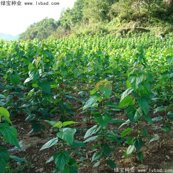 桑樹種子