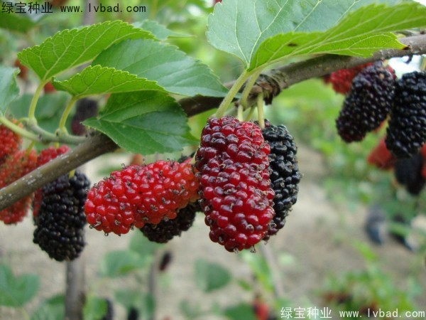 桑樹<a href='http://www.wuzhouwash.com/' target='_blank'>種子</a>