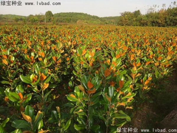 廣<a href='http://www.wuzhouwash.com/linmuzhongzi/1813.html' target='_blank'>玉蘭種子</a>