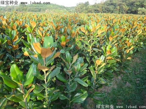 <a href='http://www.wuzhouwash.com/linmuzhongzi/1770.html' target='_blank'>廣玉蘭種子</a>