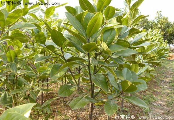 <a href='http://www.wuzhouwash.com/linmuzhongzi/1770.html' target='_blank'>廣玉蘭種子</a>