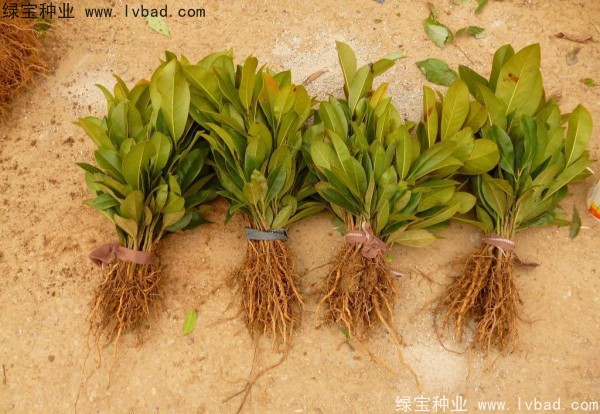 <a href='http://www.wuzhouwash.com/linmuzhongzi/1770.html' target='_blank'>廣玉蘭種子</a>