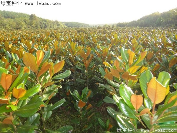 廣<a href='http://www.wuzhouwash.com/linmuzhongzi/1813.html' target='_blank'>玉蘭</a><a href='http://www.wuzhouwash.com/' target='_blank'>種子</a>