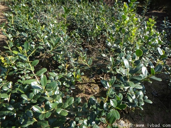 構(gòu)骨<a href='http://www.wuzhouwash.com/' target='_blank'>種子</a>
