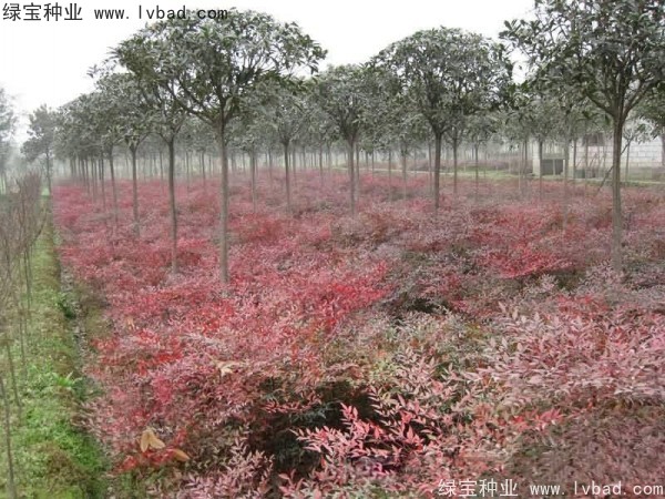 <a href='http://www.wuzhouwash.com/linmuzhongzi/1772.html' target='_blank'>南天竹種子</a>