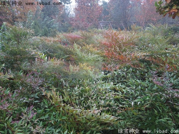 <a href='http://www.wuzhouwash.com/linmuzhongzi/1772.html' target='_blank'>南天竹種子</a>
