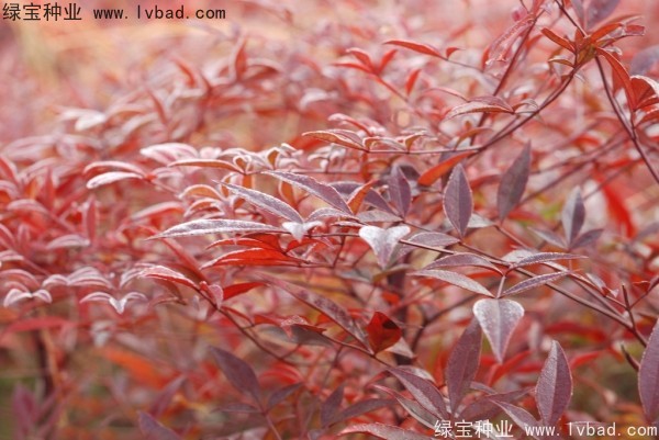 <a href='http://www.wuzhouwash.com/linmuzhongzi/1772.html' target='_blank'>南天竹</a><a href='http://www.wuzhouwash.com/' target='_blank'>種子</a>