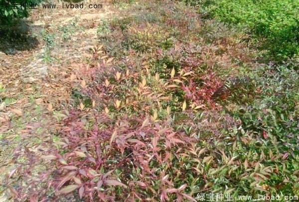 <a href='http://www.wuzhouwash.com/linmuzhongzi/1772.html' target='_blank'>南天竹種子</a>