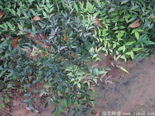 南天竹<a href='http://www.wuzhouwash.com/' target='_blank'>種子</a>