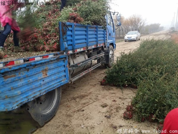 <a href='http://www.wuzhouwash.com/linmuzhongzi/1773.html' target='_blank'>火棘種子</a>