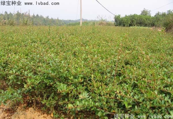 <a href='http://www.wuzhouwash.com/linmuzhongzi/1773.html' target='_blank'>火棘</a><a href='http://www.wuzhouwash.com/' target='_blank'>種子</a>
