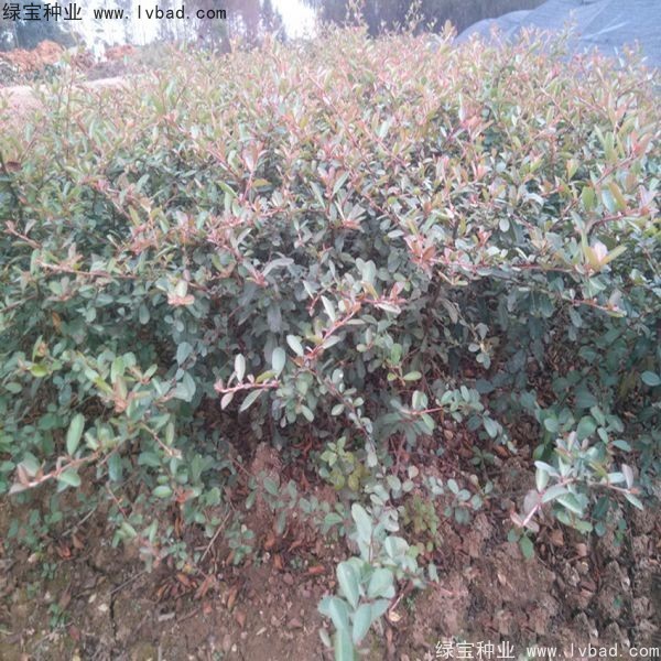 <a href='http://www.wuzhouwash.com/linmuzhongzi/1773.html' target='_blank'>火棘種子</a>