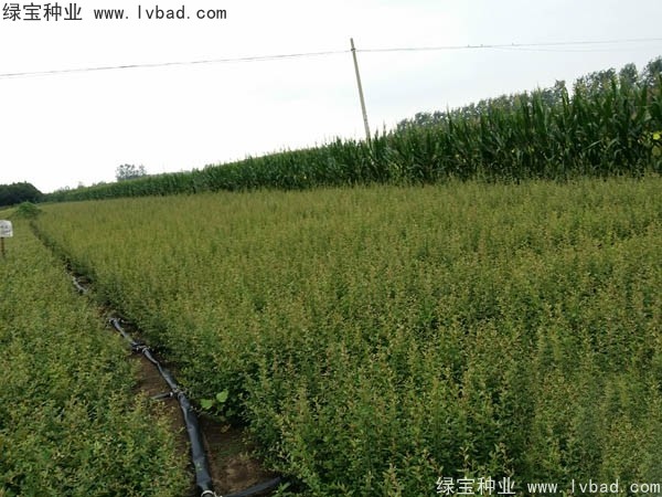 火棘<a href='http://www.wuzhouwash.com/' target='_blank'>種子</a>