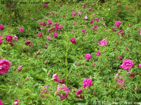 <a href='http://www.wuzhouwash.com/linmuzhongzi/1774.html' target='_blank'>紅刺梅種子</a>
