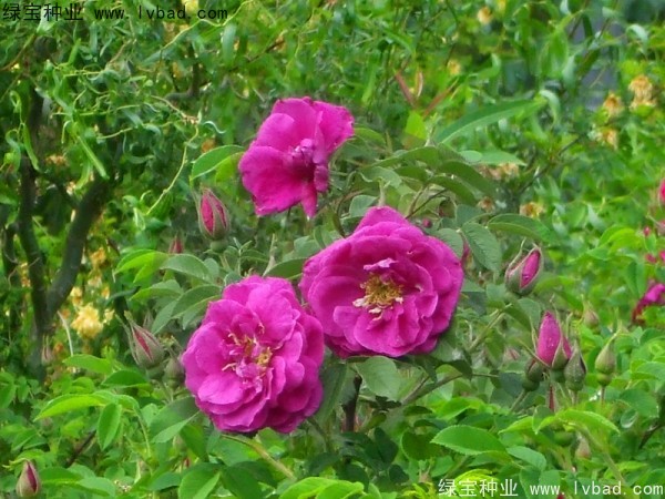 <a href='http://www.wuzhouwash.com/linmuzhongzi/1774.html' target='_blank'>紅刺梅種子</a>