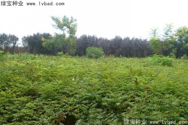 <a href='http://www.wuzhouwash.com/linmuzhongzi/1775.html' target='_blank'>珍珠梅種子</a>