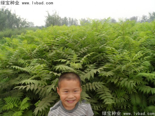 <a href='http://www.wuzhouwash.com/linmuzhongzi/1775.html' target='_blank'>珍珠梅</a><a href='http://www.wuzhouwash.com/' target='_blank'>種子</a>