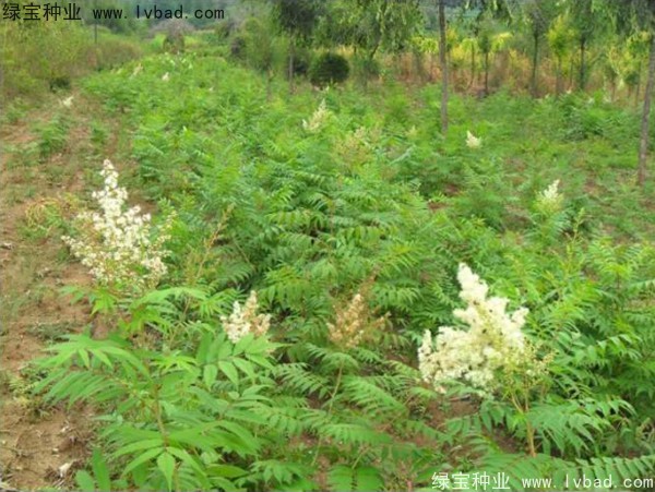 <a href='http://www.wuzhouwash.com/linmuzhongzi/1775.html' target='_blank'>珍珠梅種子</a>