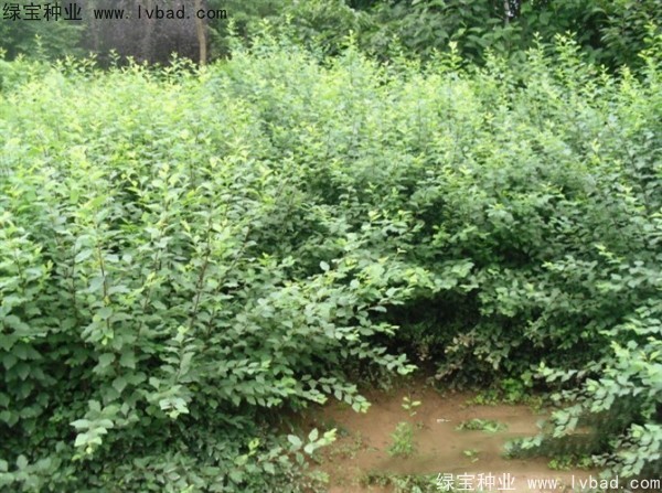 珍珠梅<a href='http://www.wuzhouwash.com/' target='_blank'>種子</a>