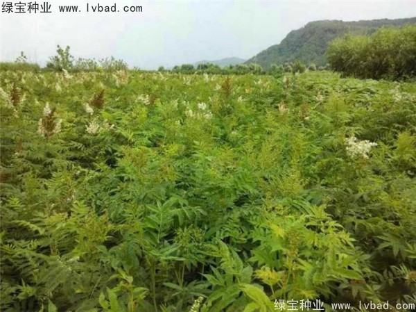 <a href='http://www.wuzhouwash.com/linmuzhongzi/1775.html' target='_blank'>珍珠梅種子</a>
