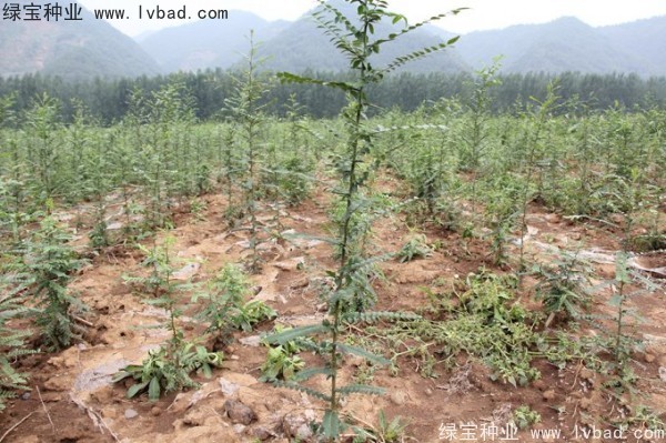 <a href='http://www.wuzhouwash.com/linmuzhongzi/1776.html' target='_blank'>皂角種子</a>