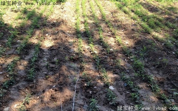 <a href='http://www.wuzhouwash.com/linmuzhongzi/1776.html' target='_blank'>皂角種子</a>