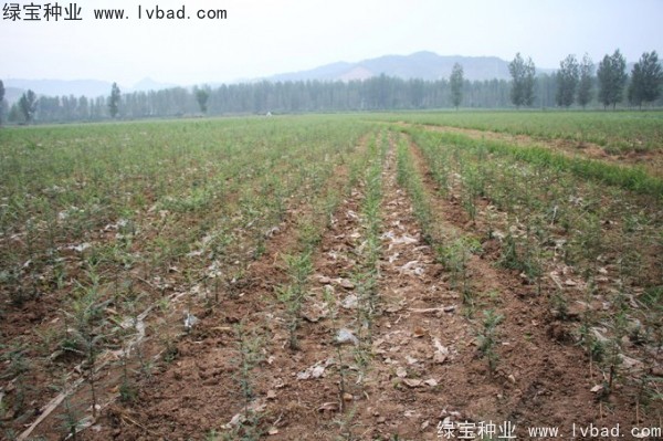 <a href='http://www.wuzhouwash.com/linmuzhongzi/1776.html' target='_blank'>皂角</a><a href='http://www.wuzhouwash.com/' target='_blank'>種子</a>