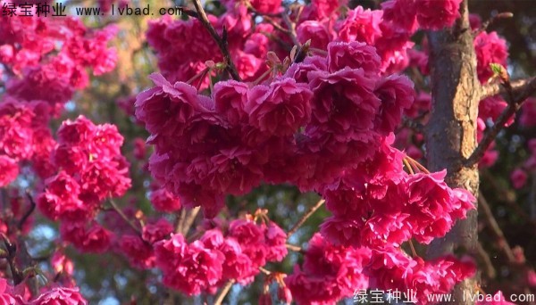櫻花<a href='http://www.wuzhouwash.com/' target='_blank'>種子</a>