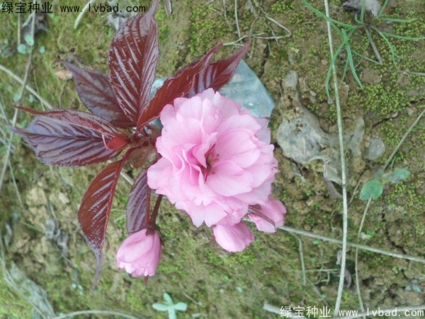 <a href='http://www.wuzhouwash.com/linmuzhongzi/1777.html' target='_blank'>櫻花種子</a>