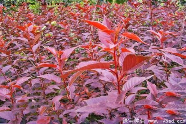 <a href='http://www.wuzhouwash.com/linmuzhongzi/1777.html' target='_blank'>櫻花種子</a>