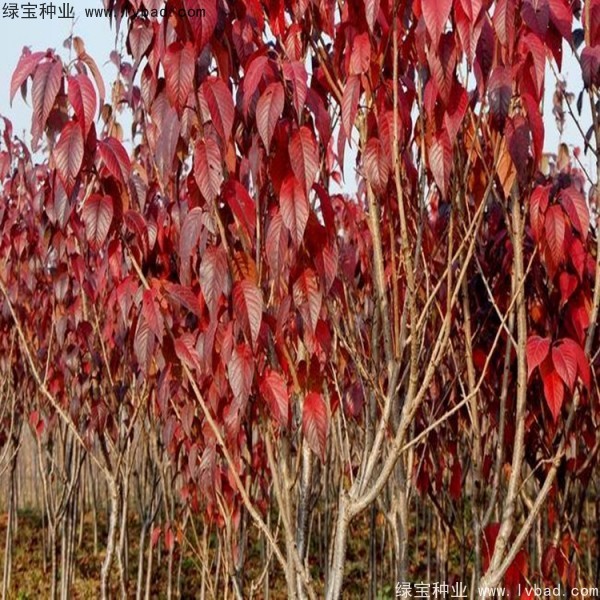 櫻花<a href='http://www.wuzhouwash.com/' target='_blank'>種子</a>