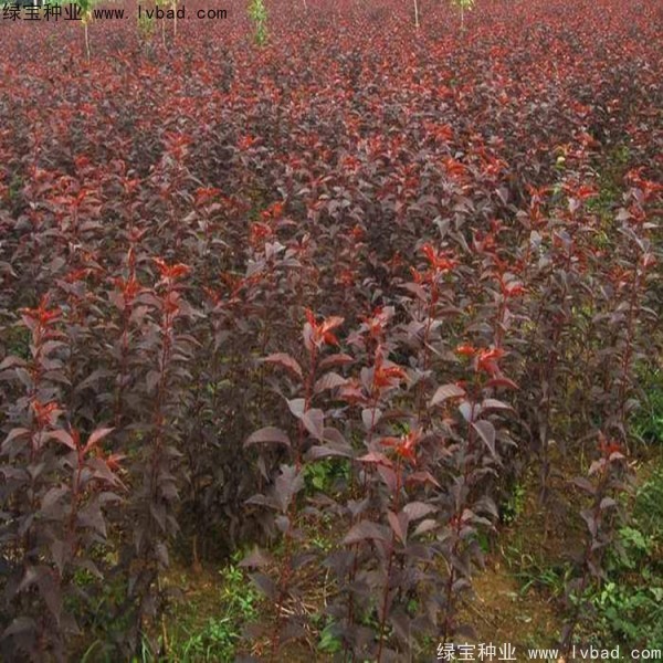 <a href='http://www.wuzhouwash.com/linmuzhongzi/1777.html' target='_blank'>櫻花種子</a>