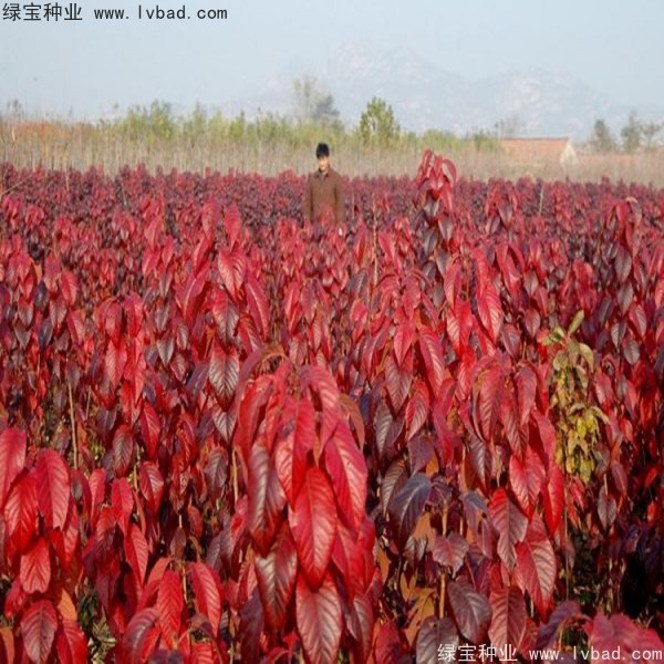 櫻花<a href='http://www.wuzhouwash.com/' target='_blank'>種子</a>