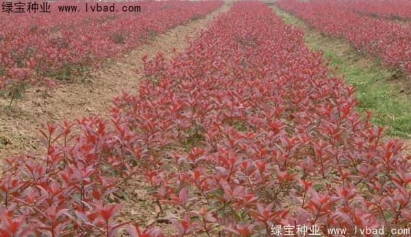 櫻花種子