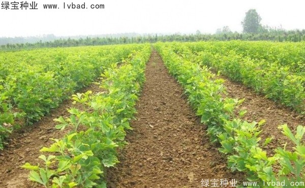 <a href='http://www.wuzhouwash.com/linmuzhongzi/1778.html' target='_blank'>銀杏種子</a>