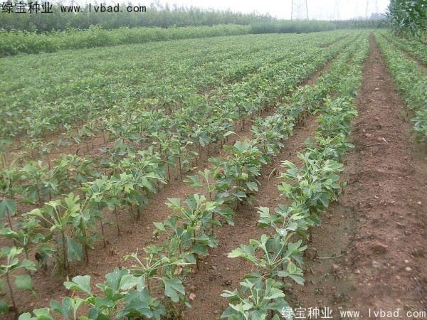 銀杏<a href='http://www.wuzhouwash.com/' target='_blank'>種子</a>