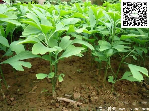<a href='http://www.wuzhouwash.com/linmuzhongzi/1778.html' target='_blank'>銀杏種子</a>