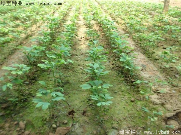 <a href='http://www.wuzhouwash.com/linmuzhongzi/1778.html' target='_blank'>銀杏種子</a>