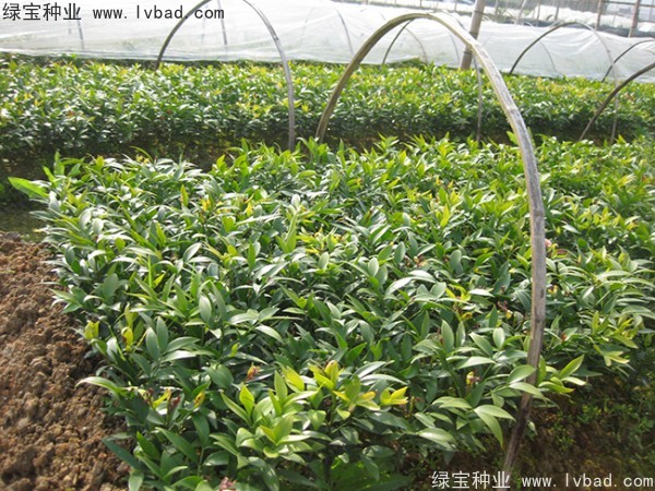 <a href='http://www.wuzhouwash.com/linmuzhongzi/1779.html' target='_blank'>竹柏種子</a>