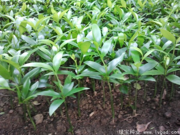 竹柏<a href='http://www.wuzhouwash.com/' target='_blank'>種子</a>