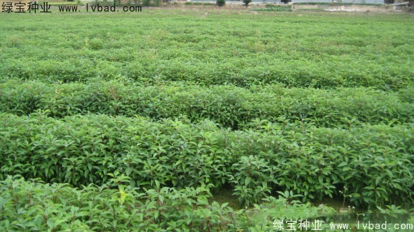香樟樹<a href='http://www.wuzhouwash.com/' target='_blank'>種子</a>